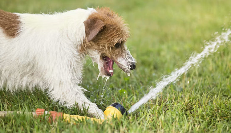 Cooling for your pet
