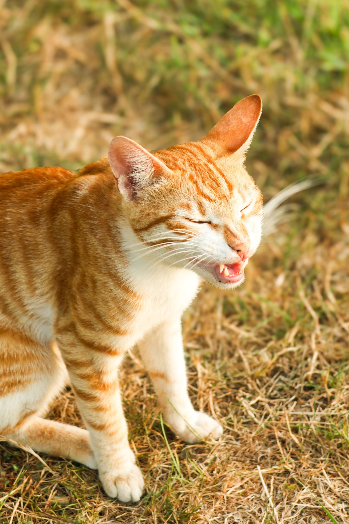 Why is my cat sneezing? Herpesvirus, Calicivirus and Mycoplasma explained