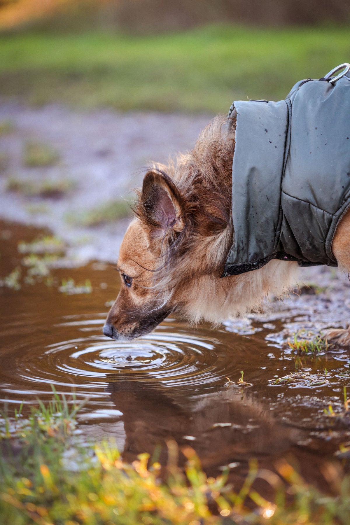 Giardia in dogs and cats: symptoms, transmission and when to test