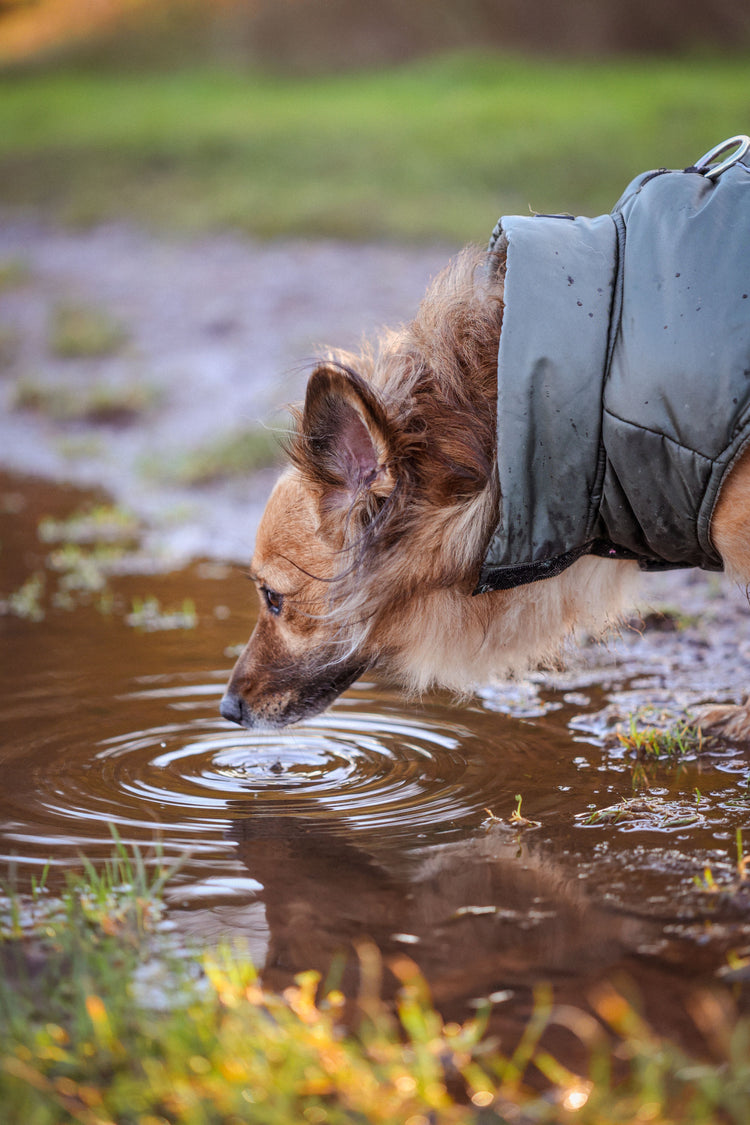 Giardia in dogs and cats: symptoms, transmission and when to test
