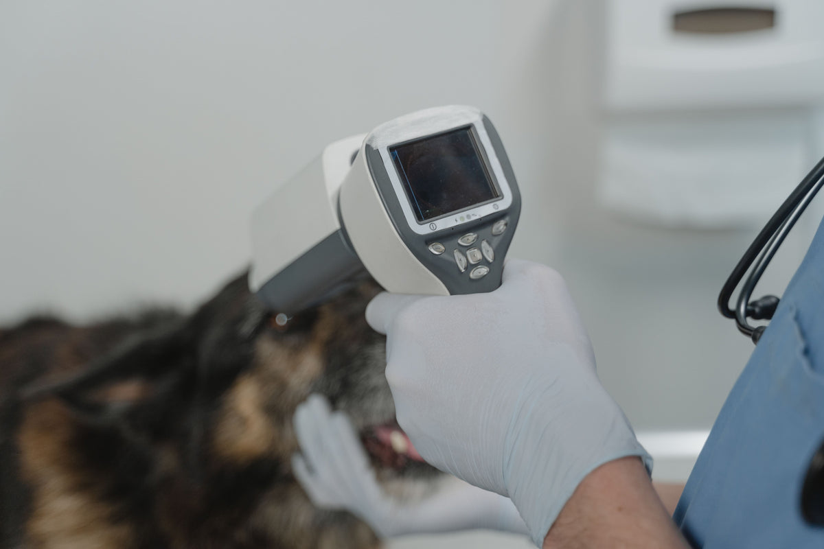 Laser therapy and LED light therapy for pets: what is the difference?
